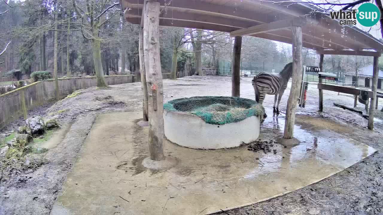 Live Webcam Zebras in Ljubljana ZOO – Slowenien