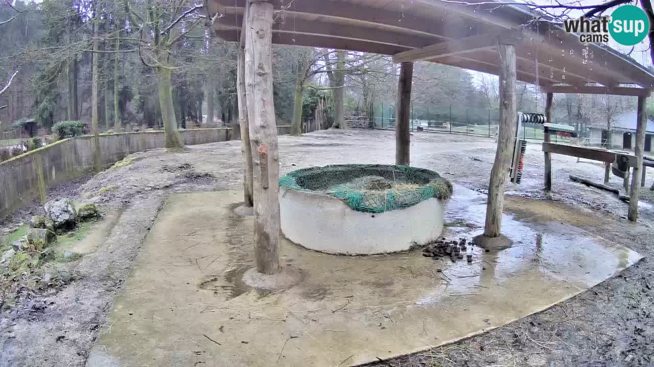 Live Webcam Zebras in Ljubljana ZOO – Slowenien