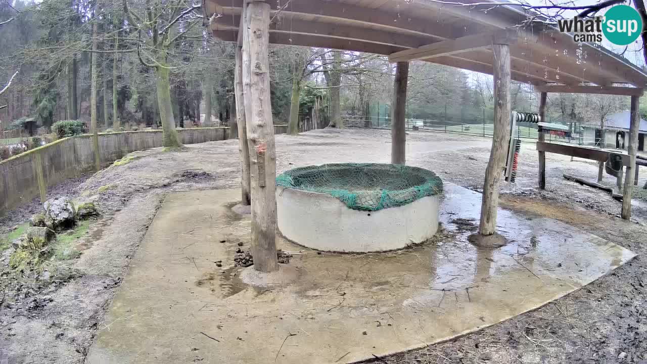 Zebre v živo v živalskem vrtu Ljubljana ZOO spletne kamere