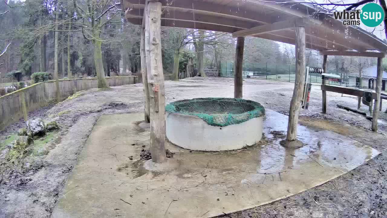 Zebre v živo v živalskem vrtu Ljubljana ZOO spletne kamere