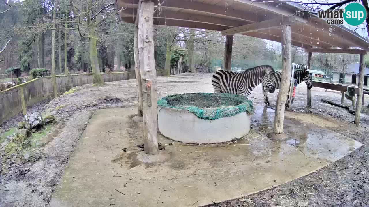 Live webcam Les zèbres in Ljubljana ZOO – Slovénie