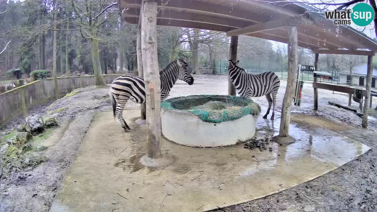 Zebre v živo v živalskem vrtu Ljubljana ZOO spletne kamere