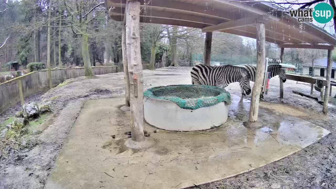 Web kamera uživo Zebras u ZOO Ljubljana – Slovenija