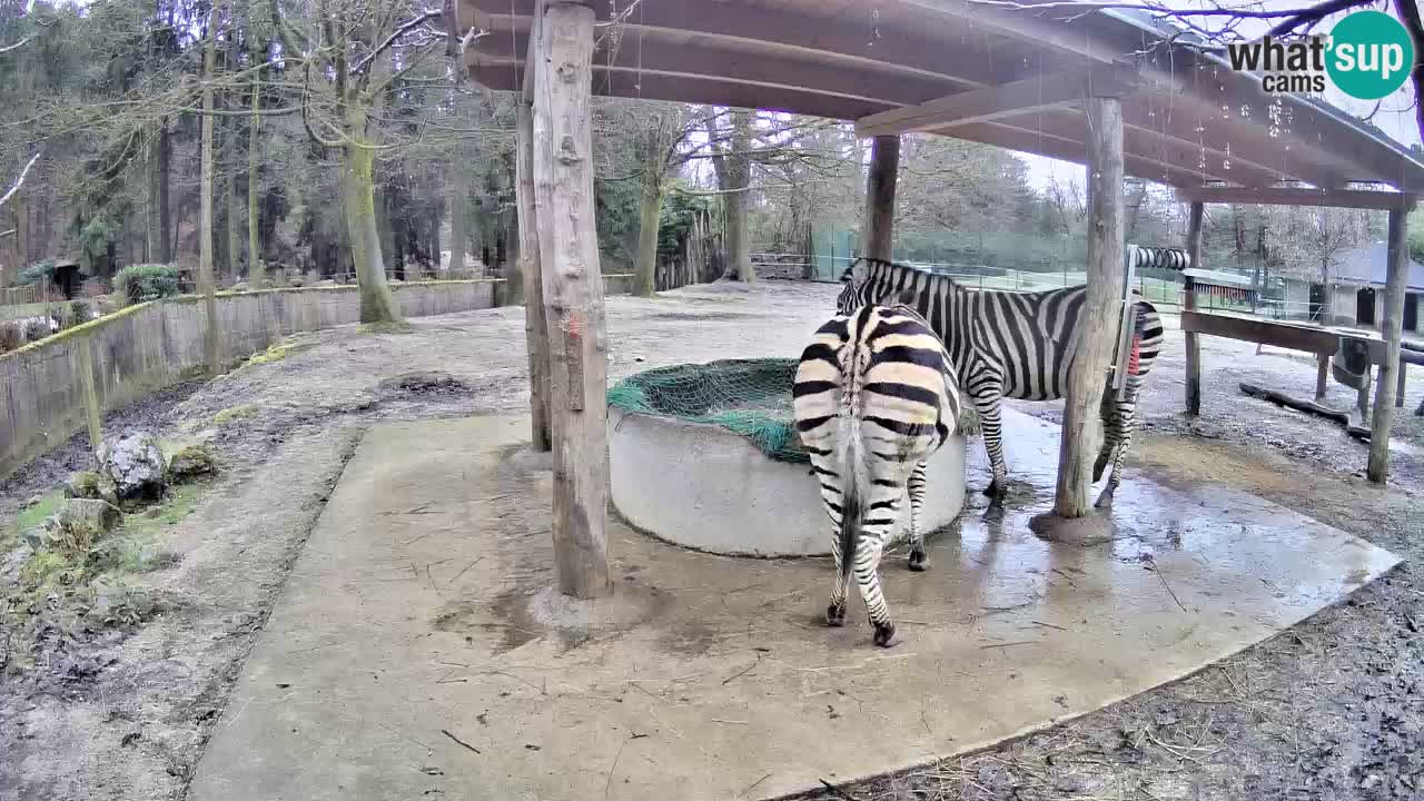 Live Webcam Zebras in Ljubljana ZOO – Slowenien