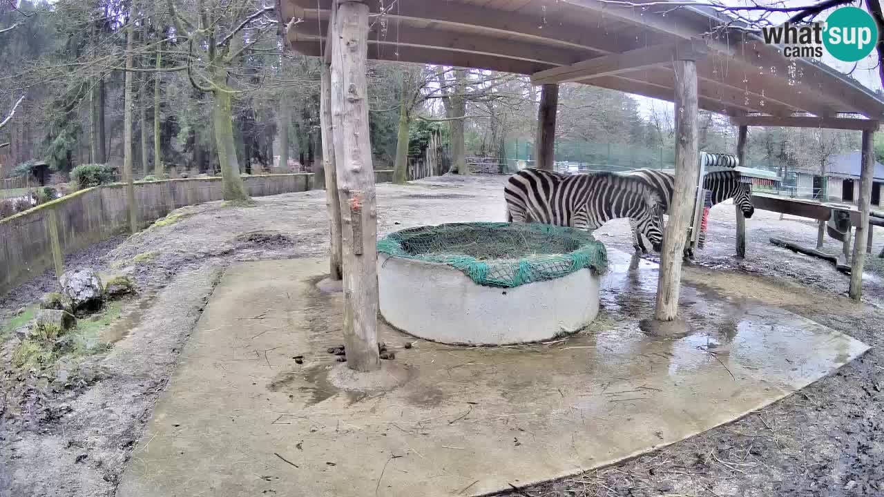 Live webcam Les zèbres in Ljubljana ZOO – Slovénie