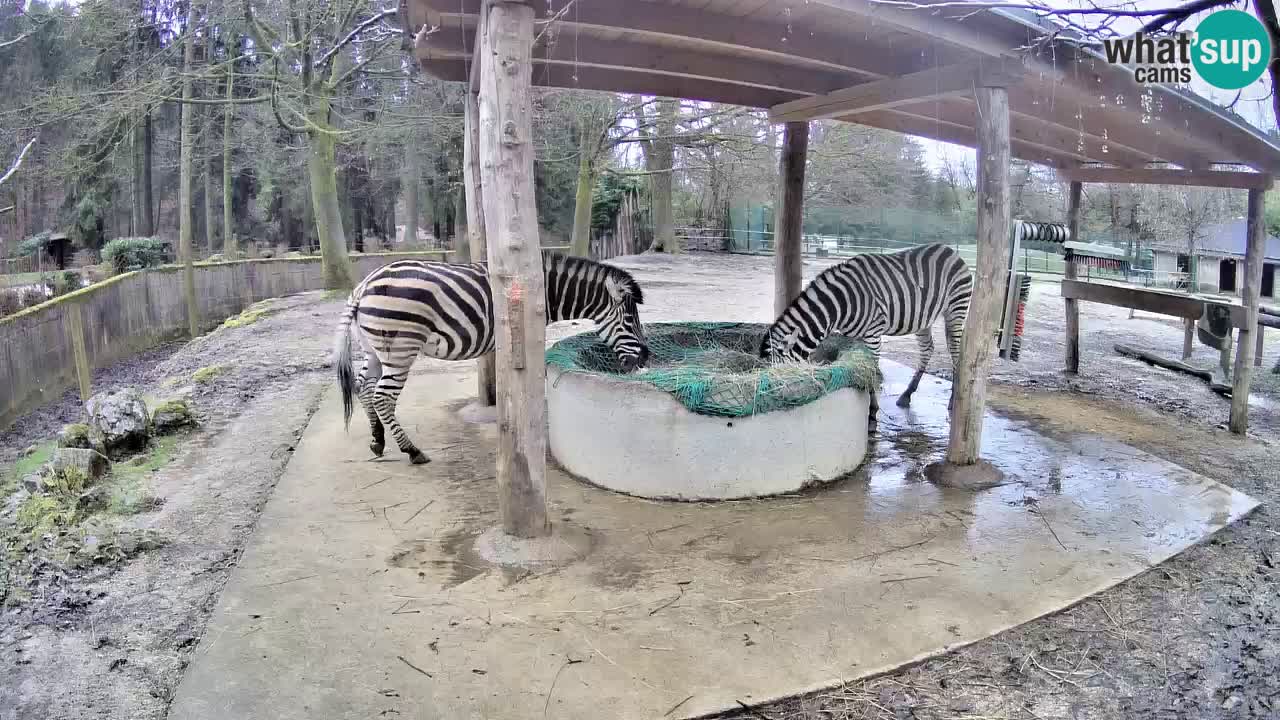 Camera en vivo Cebras in Ljubljana ZOO – Eslovenia