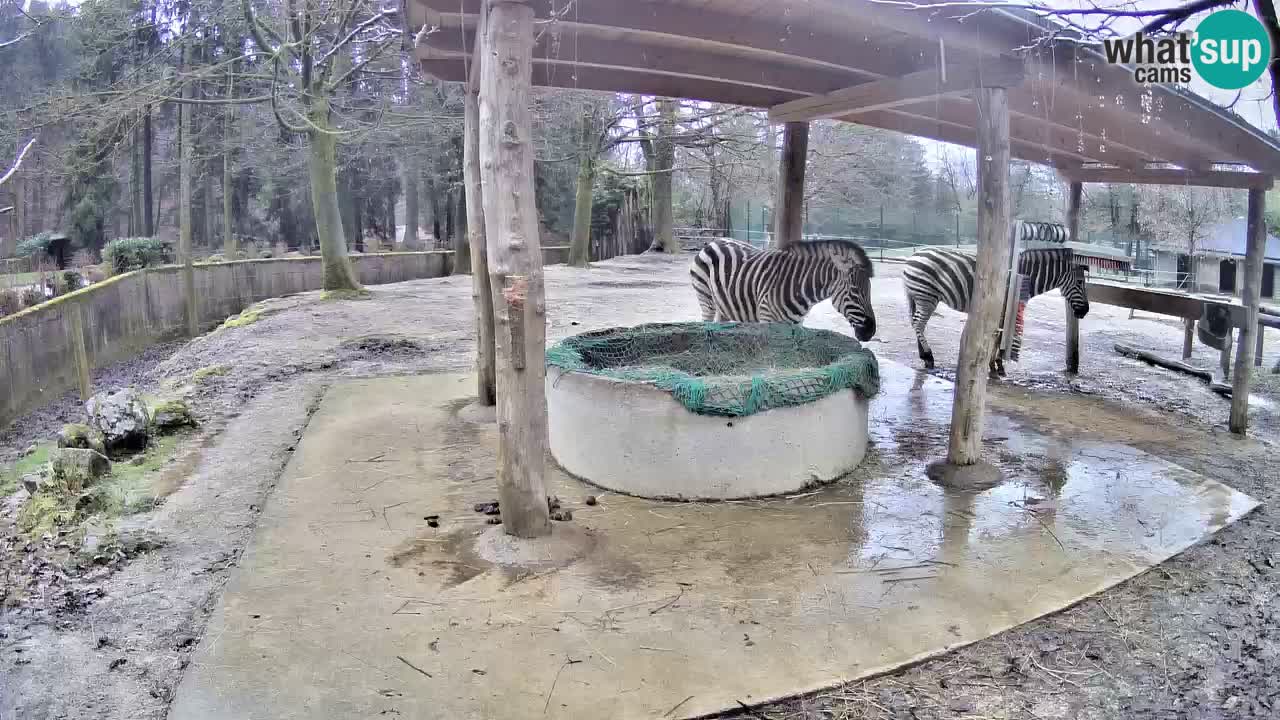 Web kamera uživo Zebras u ZOO Ljubljana – Slovenija