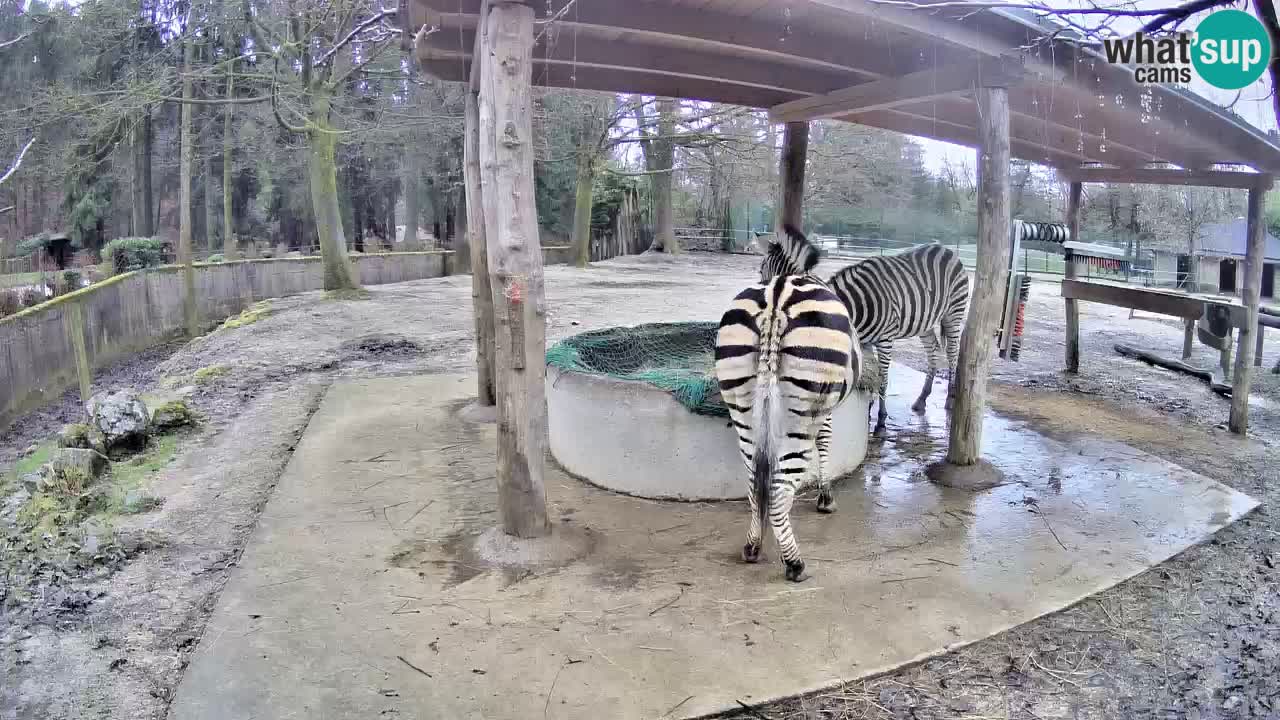 Web kamera uživo Zebras u ZOO Ljubljana – Slovenija