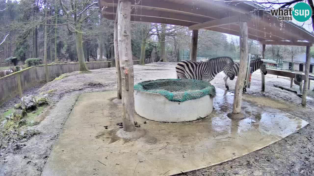 Live Webcam Zebras in Ljubljana ZOO – Slowenien