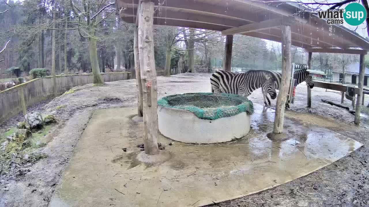 Camera en vivo Cebras in Ljubljana ZOO – Eslovenia