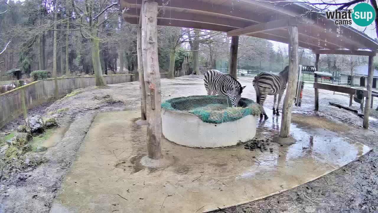 Le Zebre nello ZOO di Ljubljana – Slovenia Live webcam