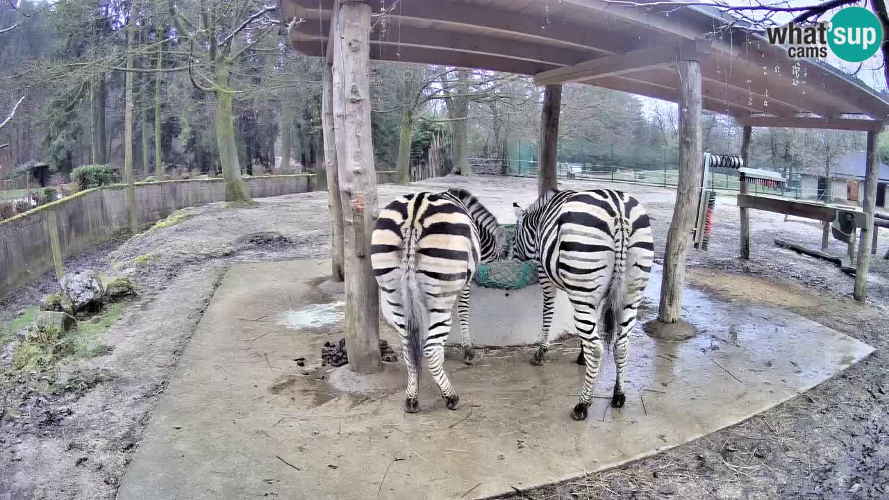 Camera en vivo Cebras in Ljubljana ZOO – Eslovenia