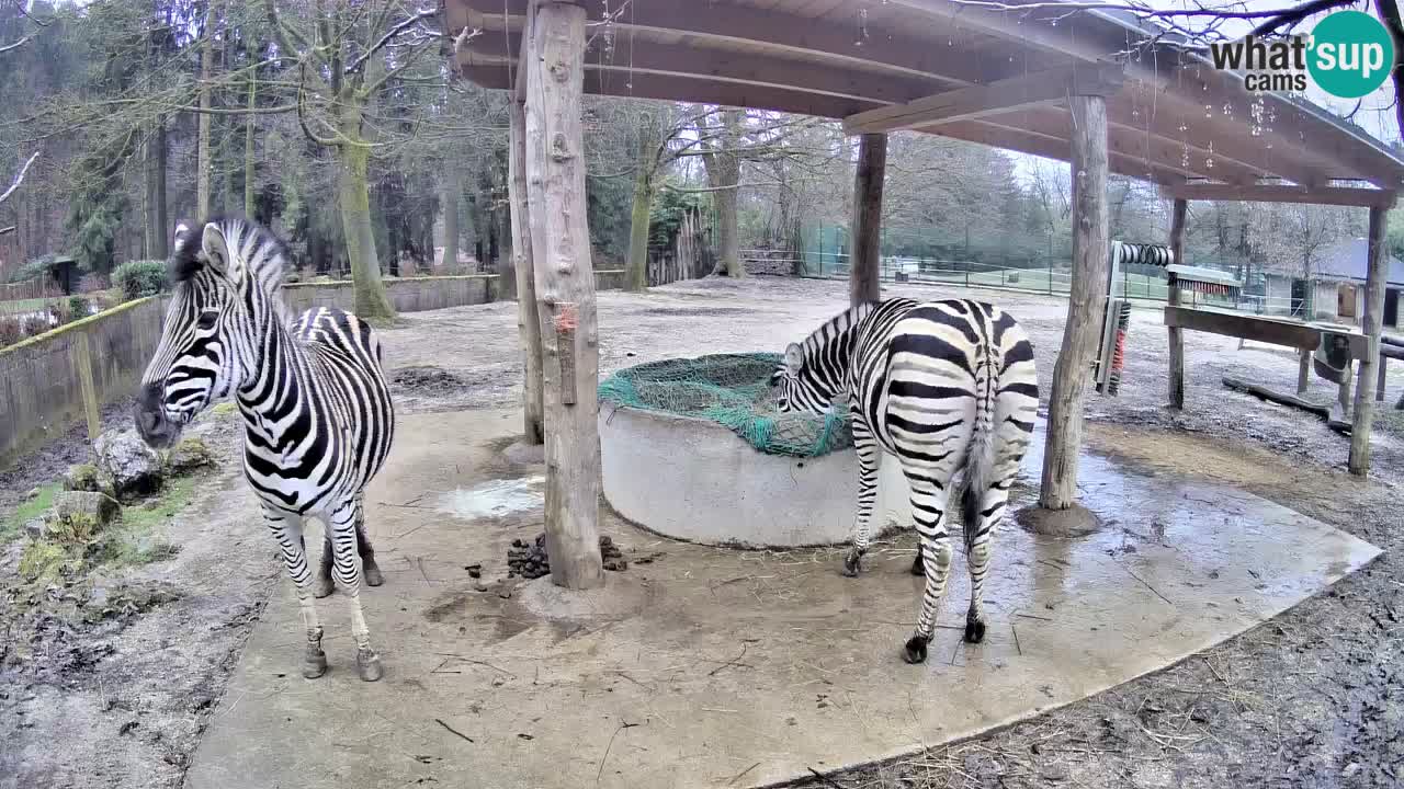 Le Zebre nello ZOO di Ljubljana – Slovenia Live webcam