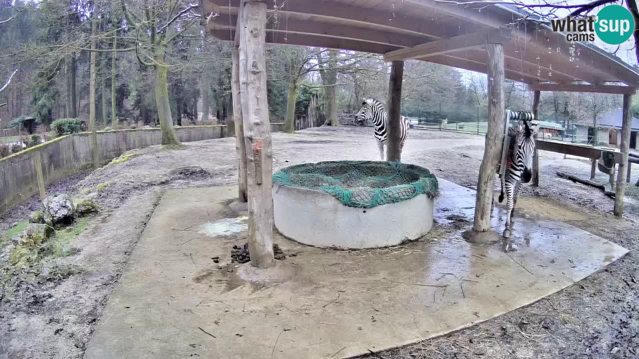 Zebre v živo v živalskem vrtu Ljubljana ZOO spletne kamere