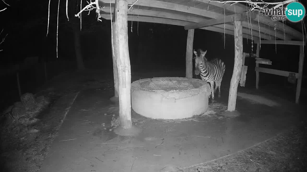 Le Zebre nello ZOO di Ljubljana – Slovenia Live webcam