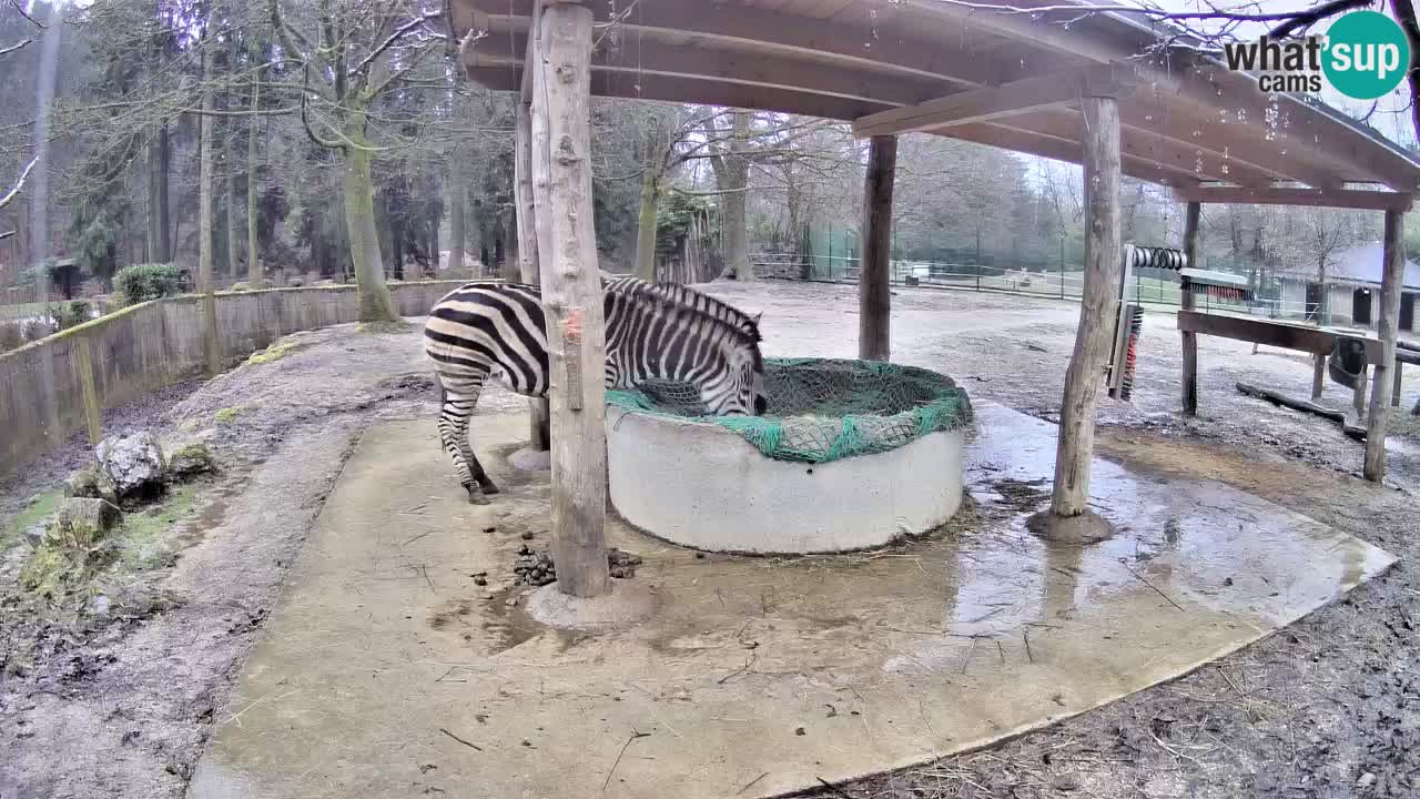 Live webcam Zebras in Ljubljana ZOO – Slovenia