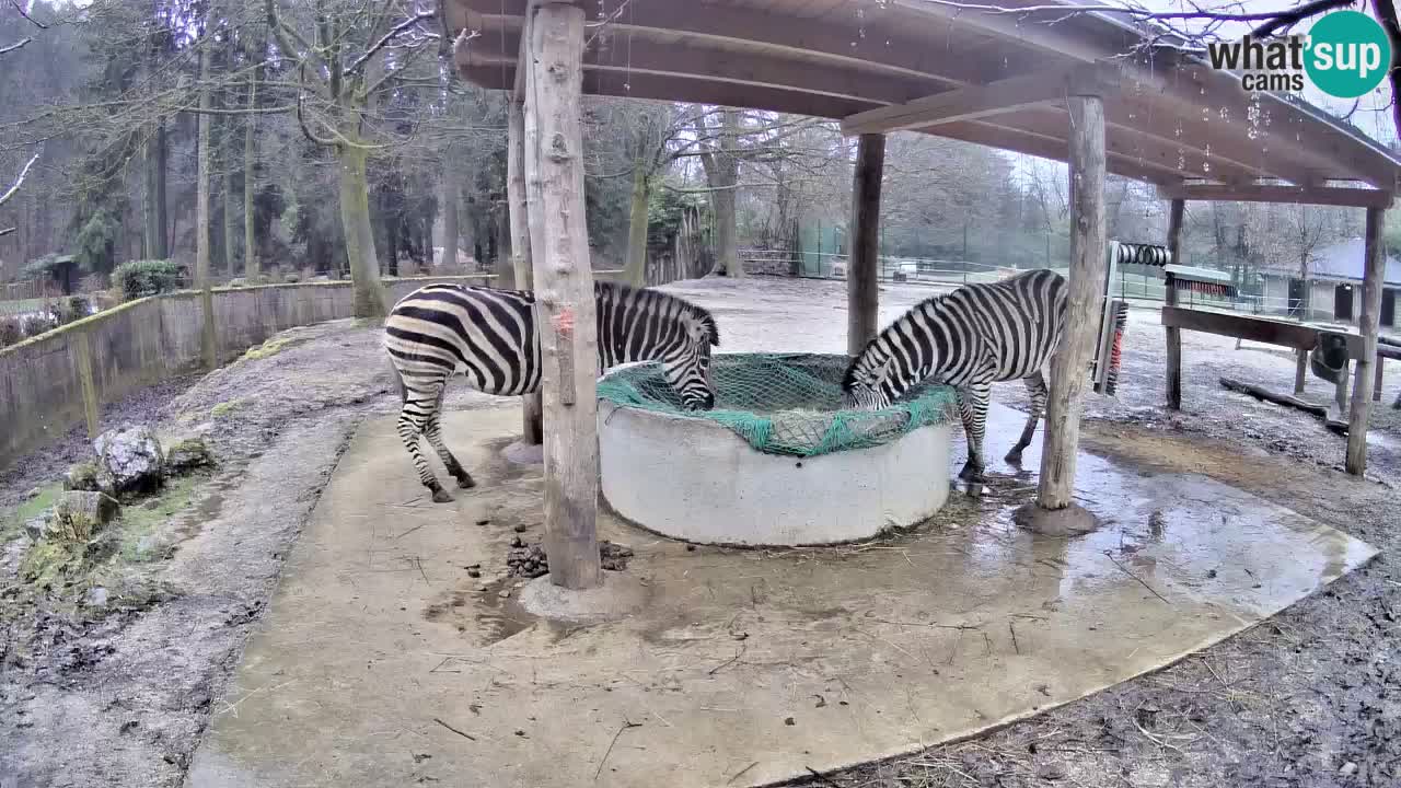 Live webcam Zebras in Ljubljana ZOO – Slovenia