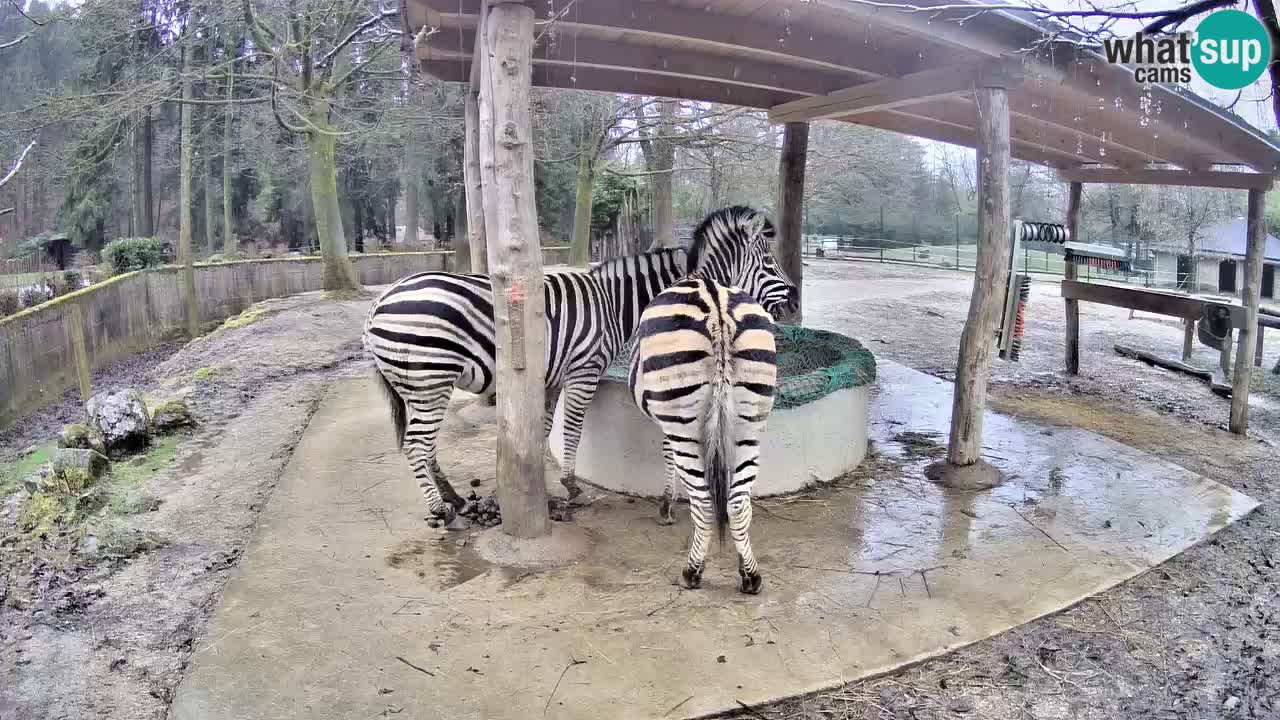 Live webcam Zebras in Ljubljana ZOO – Slovenia