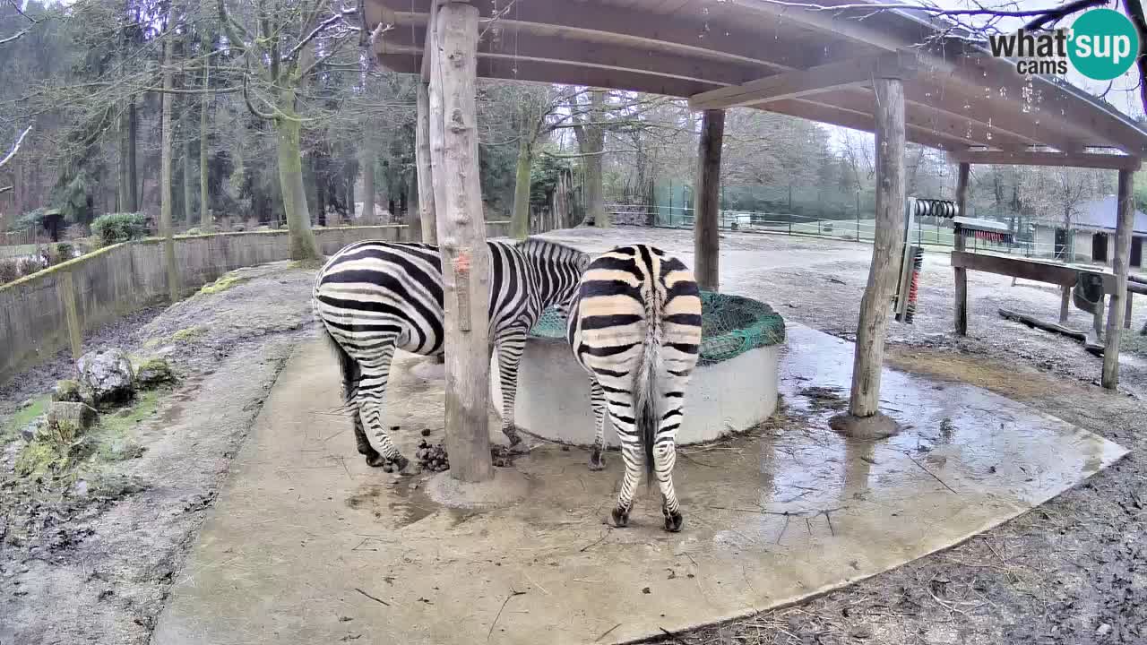 Le Zebre nello ZOO di Ljubljana – Slovenia Live webcam