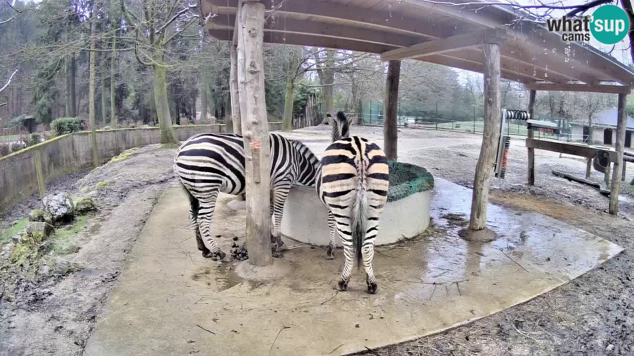 Live webcam Zebras in Ljubljana ZOO – Slovenia