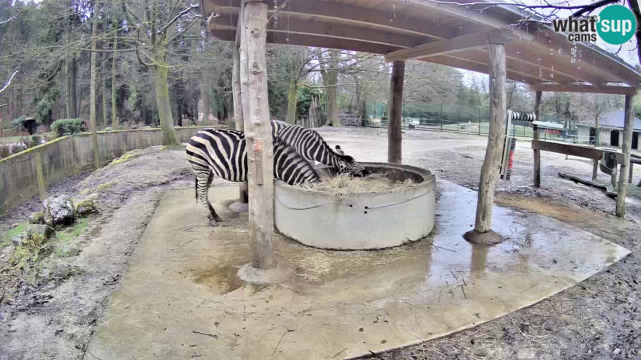 Live webcam Zebras in Ljubljana ZOO – Slovenia