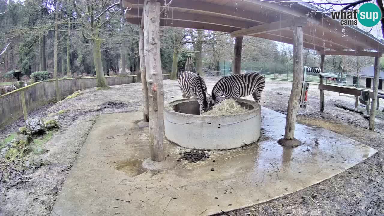 Camera en vivo Cebras in Ljubljana ZOO – Eslovenia