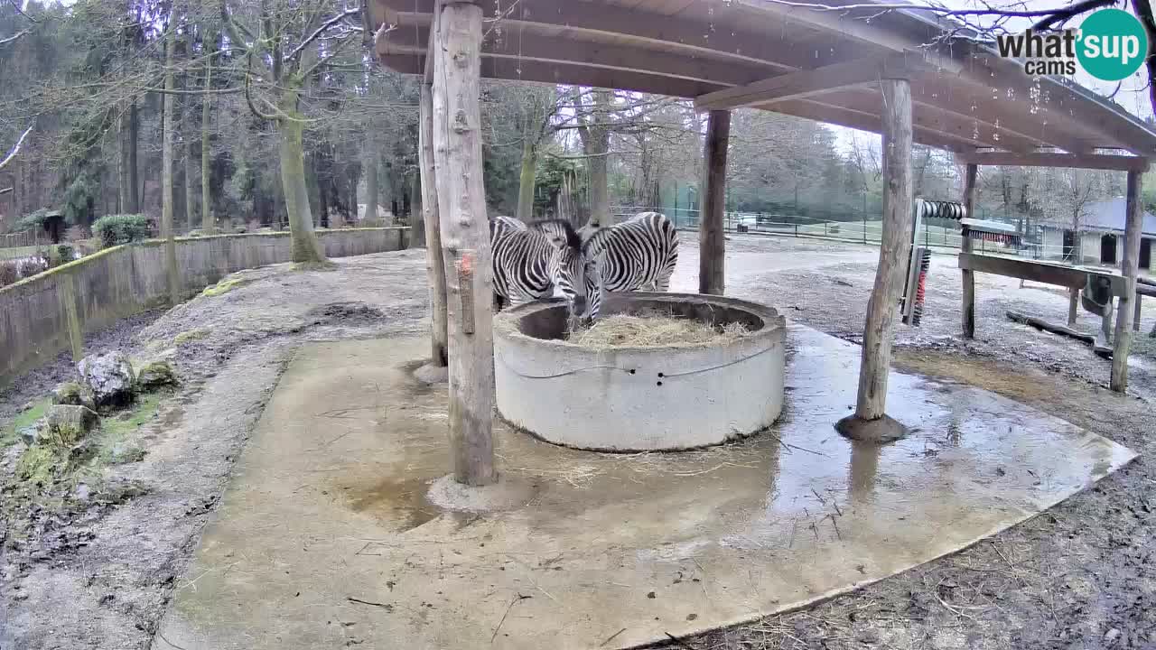 Live webcam Zebras in Ljubljana ZOO – Slovenia