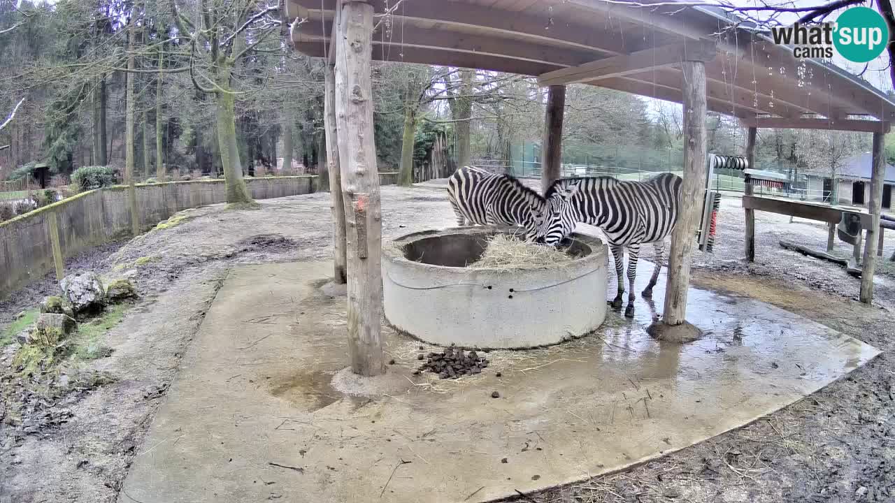 Zebre v živo v živalskem vrtu Ljubljana ZOO spletne kamere