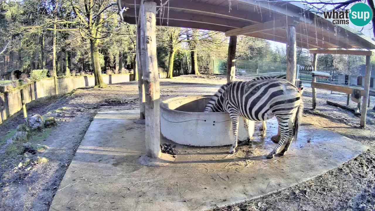 Live webcam Zebras in Ljubljana ZOO – Slovenia