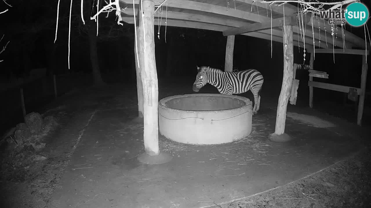 Live Webcam Zebras in Ljubljana ZOO – Slowenien