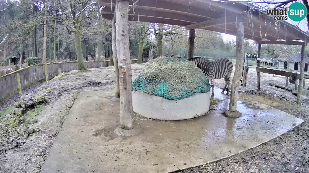 Live webcam Zebras in Ljubljana ZOO – Slovenia