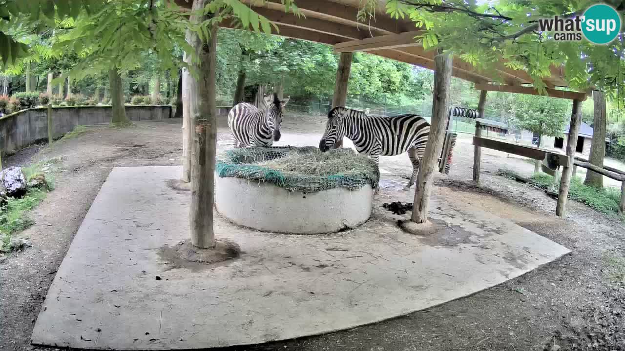 Live webcam Zebras in Ljubljana ZOO – Slovenia