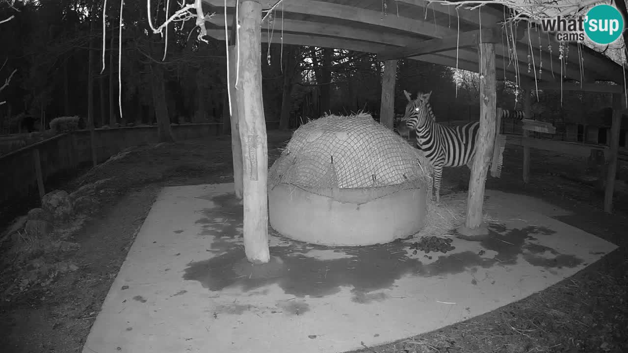 Zebre v živo v živalskem vrtu Ljubljana ZOO spletne kamere