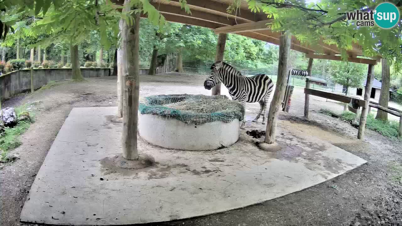 Le Zebre nello ZOO di Ljubljana – Slovenia Live webcam