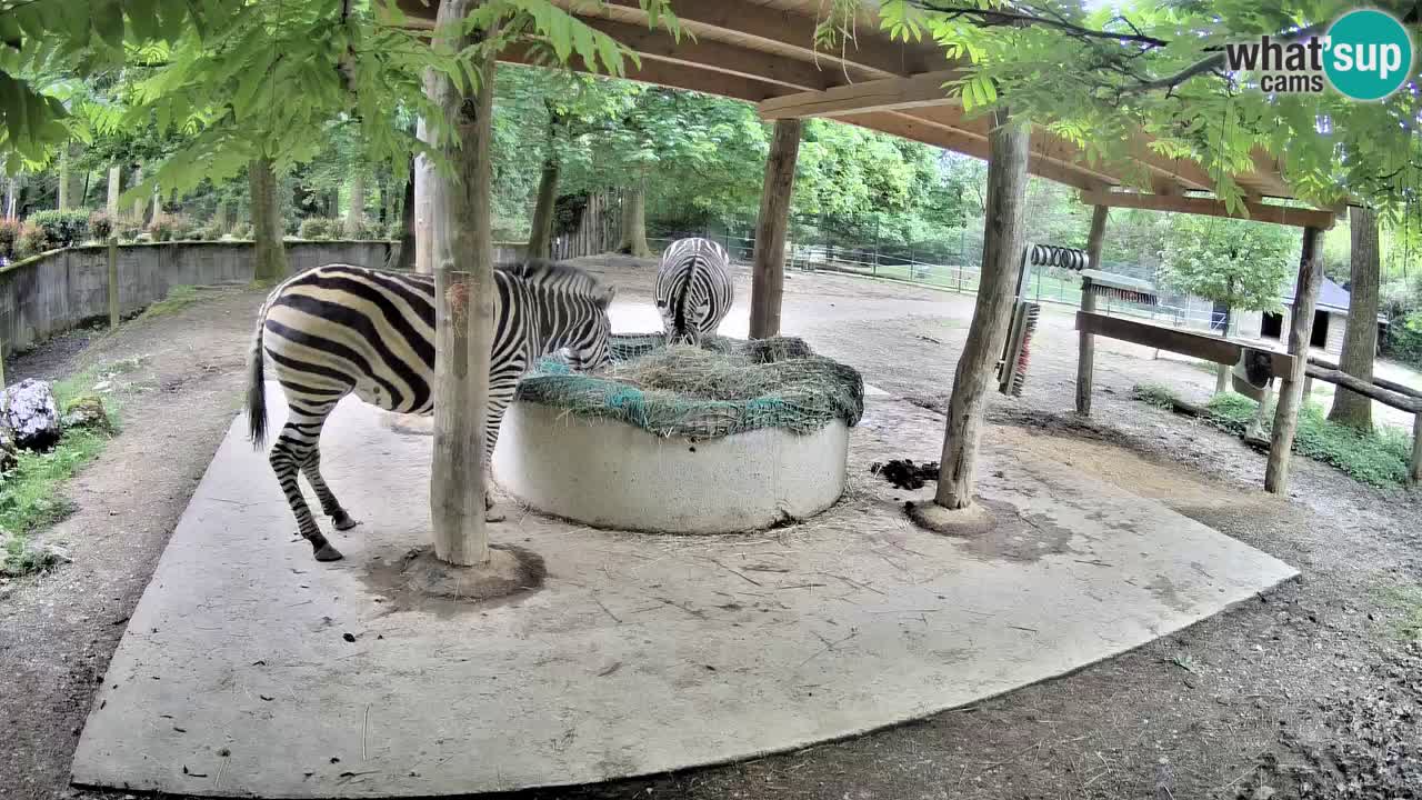Live Webcam Zebras in Ljubljana ZOO – Slowenien