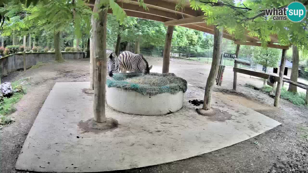 Camera en vivo Cebras in Ljubljana ZOO – Eslovenia