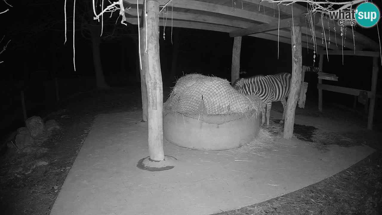 Web kamera uživo Zebras u ZOO Ljubljana – Slovenija