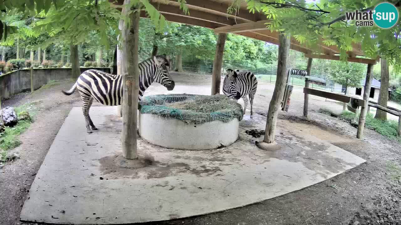 Zebre v živo v živalskem vrtu Ljubljana ZOO spletne kamere