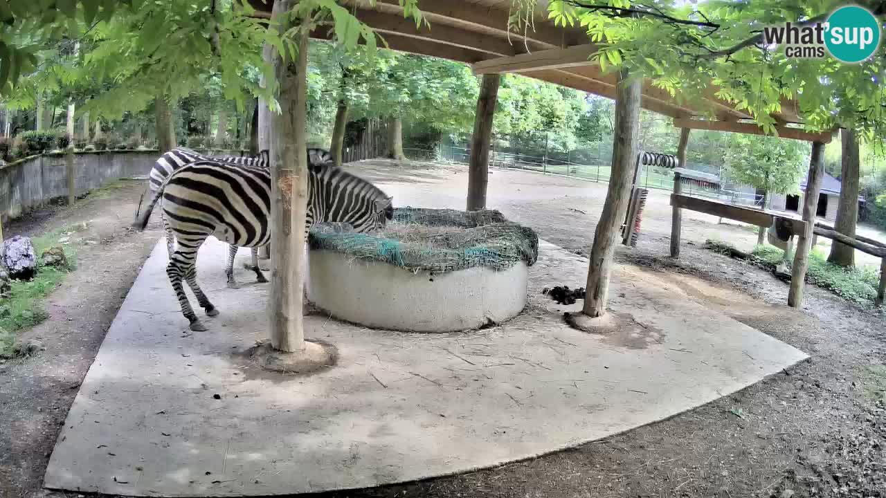 Live webcam Zebras in Ljubljana ZOO – Slovenia