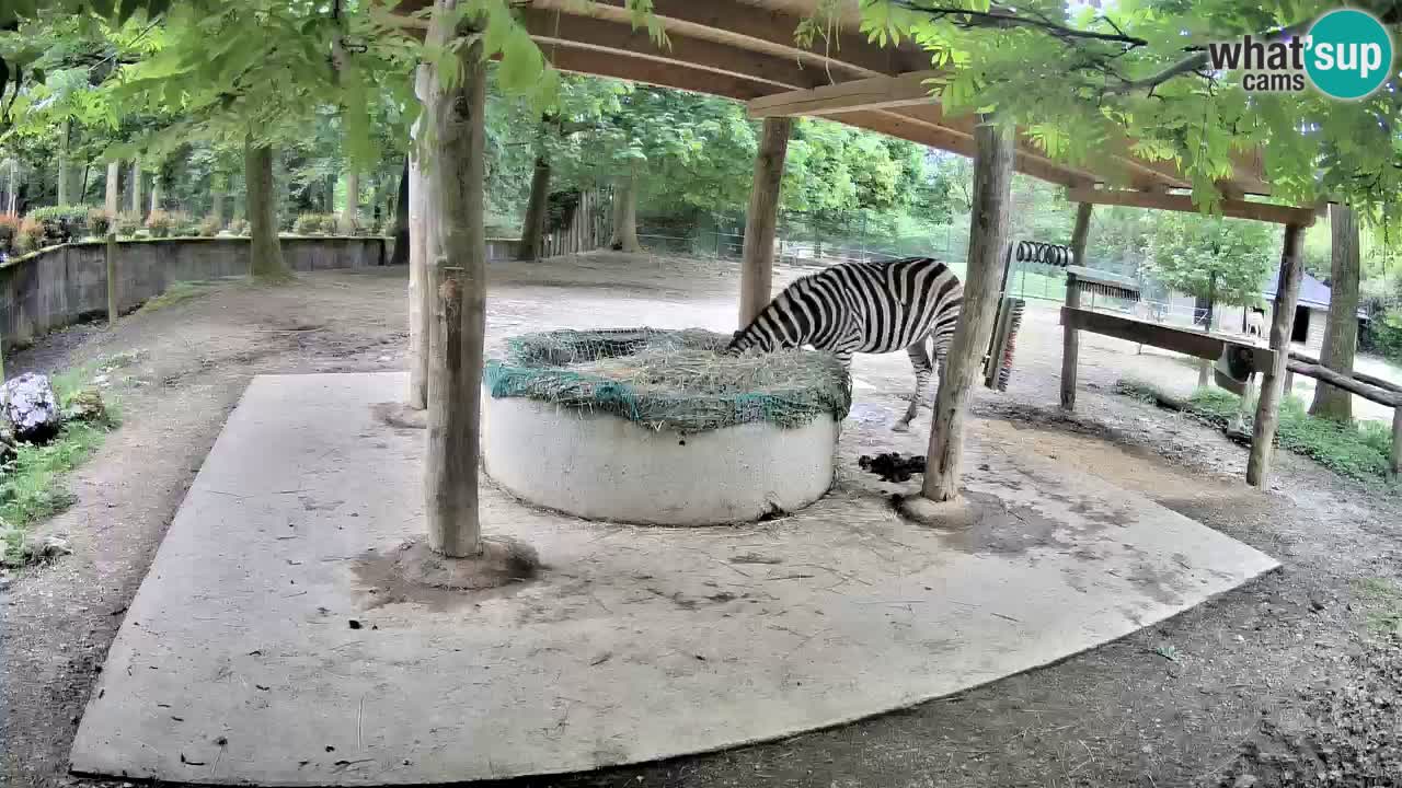 Le Zebre nello ZOO di Ljubljana – Slovenia Live webcam