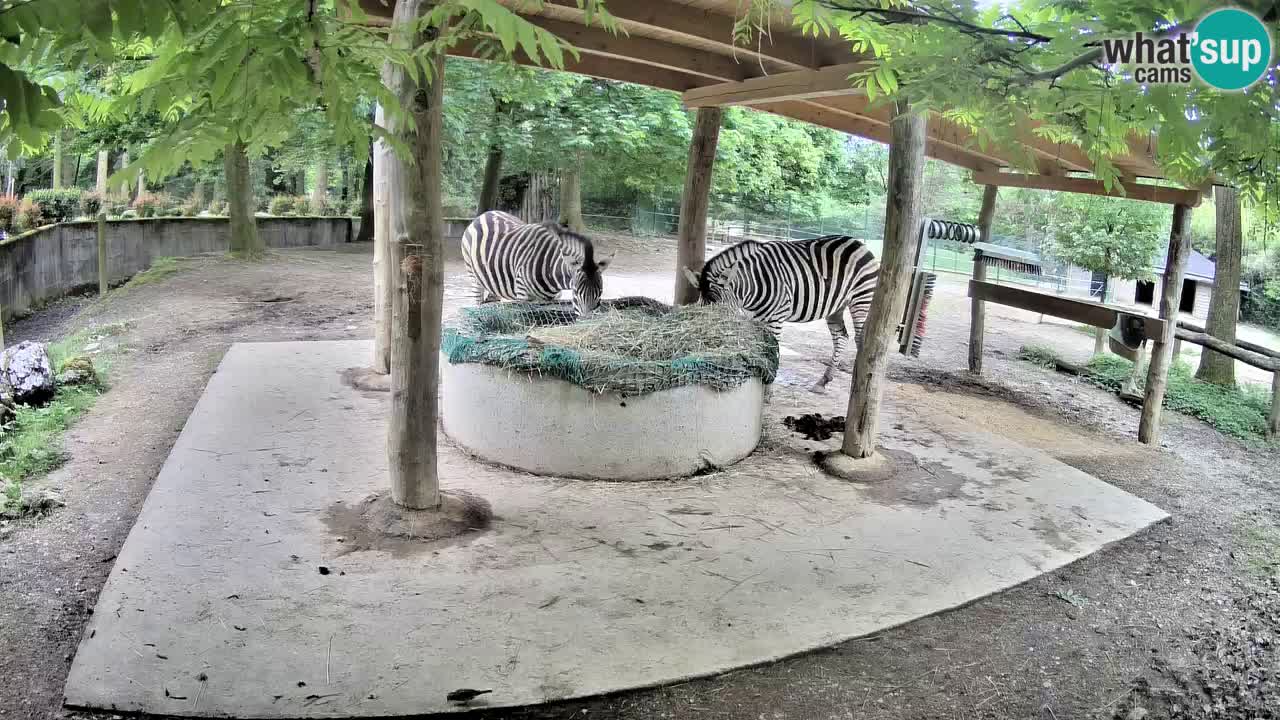Live webcam Zebras in Ljubljana ZOO – Slovenia