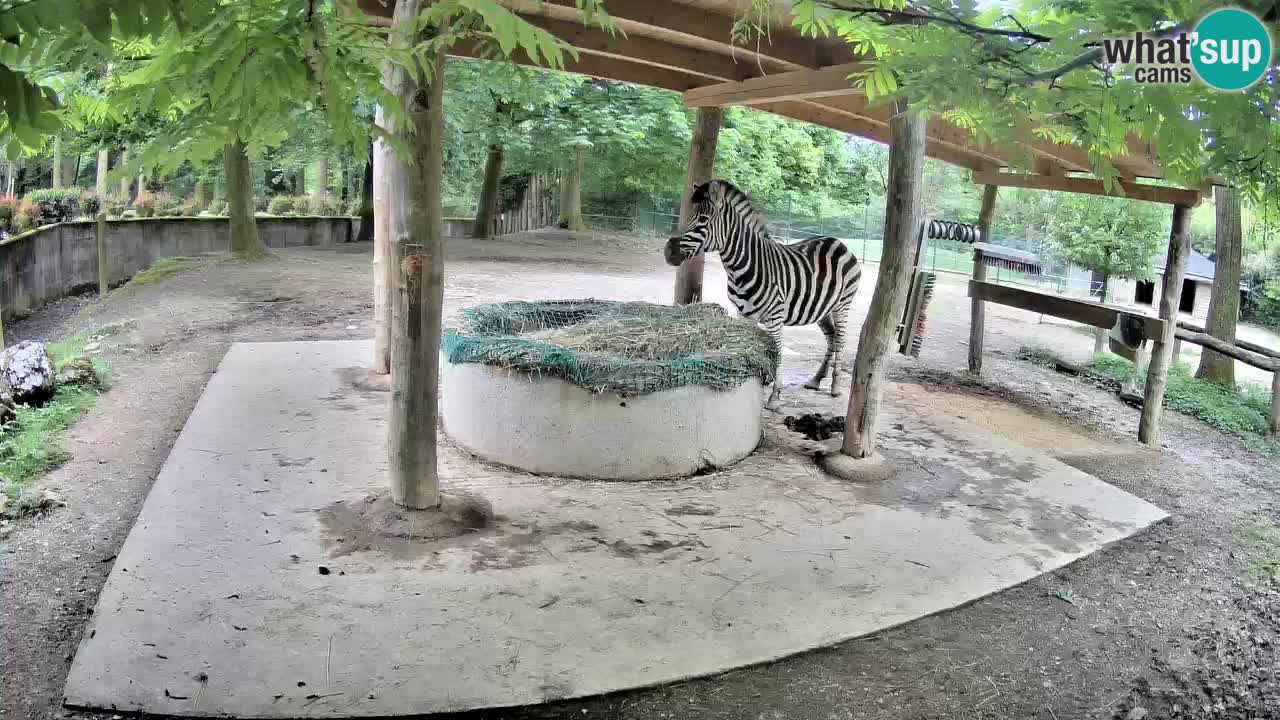 Live webcam Les zèbres in Ljubljana ZOO – Slovénie
