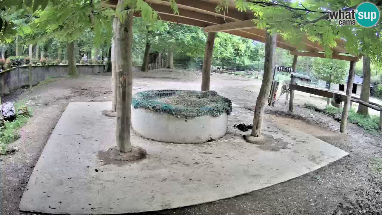 Live webcam Zebras in Ljubljana ZOO – Slovenia