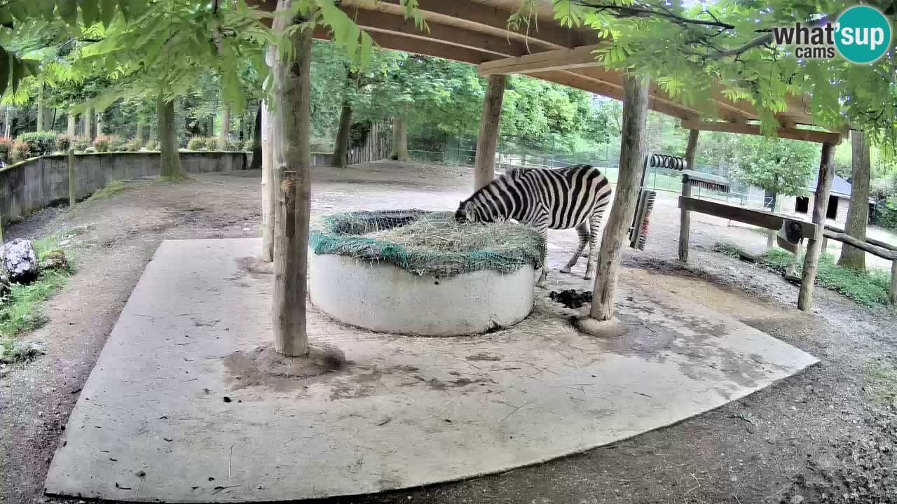 Live Webcam Zebras in Ljubljana ZOO – Slowenien