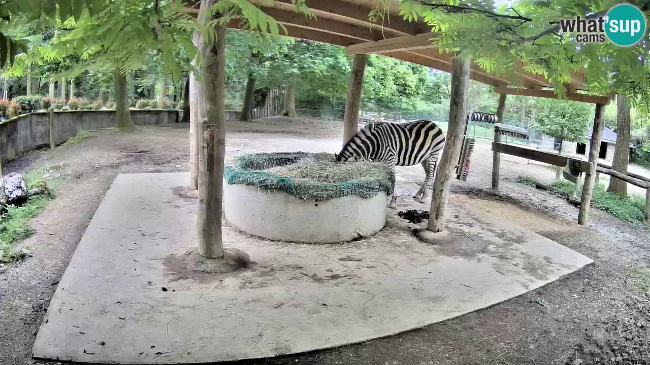 Live webcam Zebras in Ljubljana ZOO – Slovenia