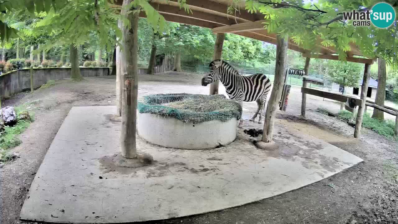 Live webcam Zebras in Ljubljana ZOO – Slovenia
