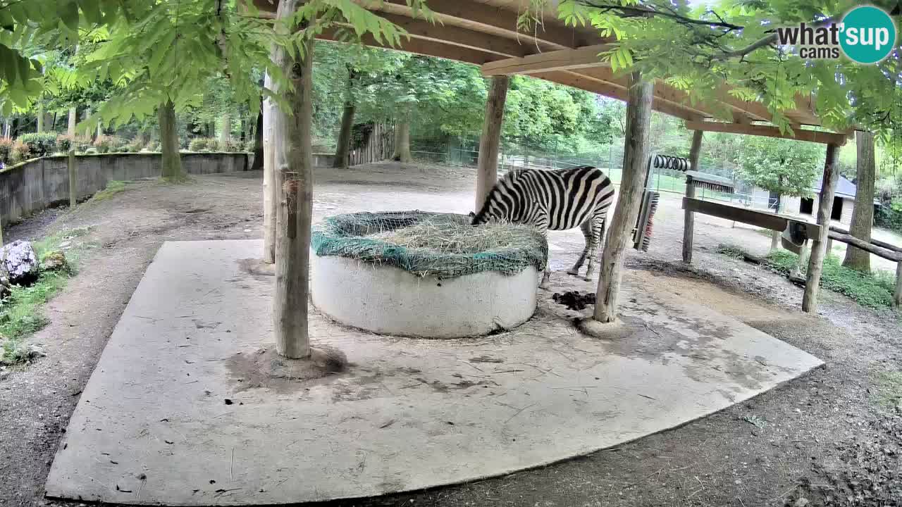 Le Zebre nello ZOO di Ljubljana – Slovenia Live webcam