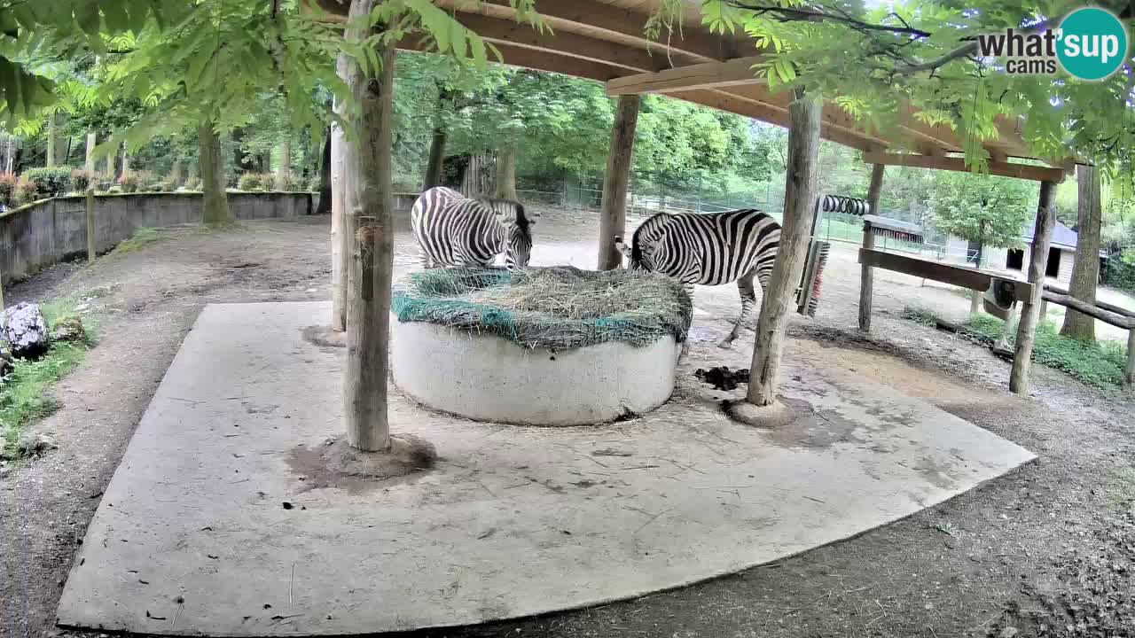 Live Webcam Zebras in Ljubljana ZOO – Slowenien