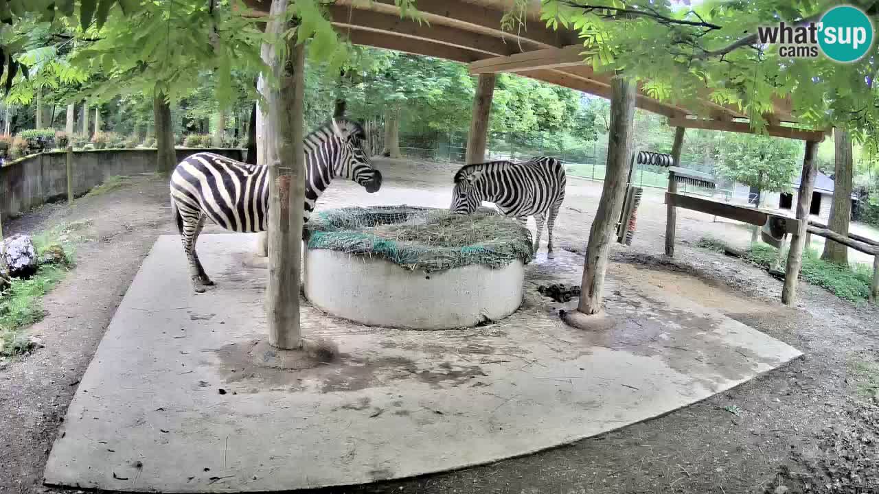 Live webcam Zebras in Ljubljana ZOO – Slovenia