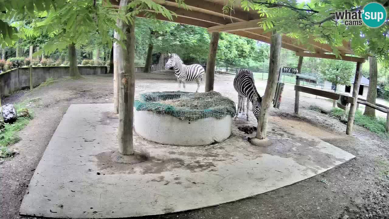 Zebre v živo v živalskem vrtu Ljubljana ZOO spletne kamere